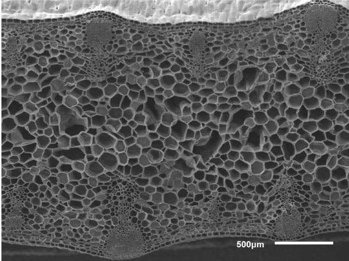 Iris leaf cross section